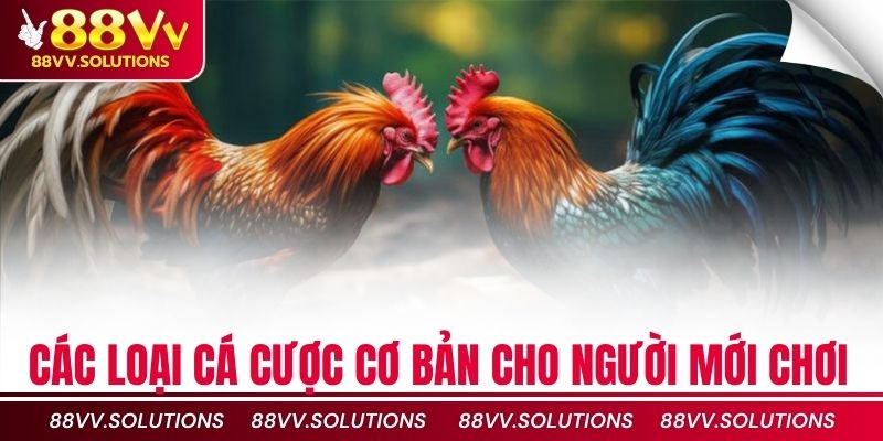 Các loại cá cược cơ bản cho người mới chơi