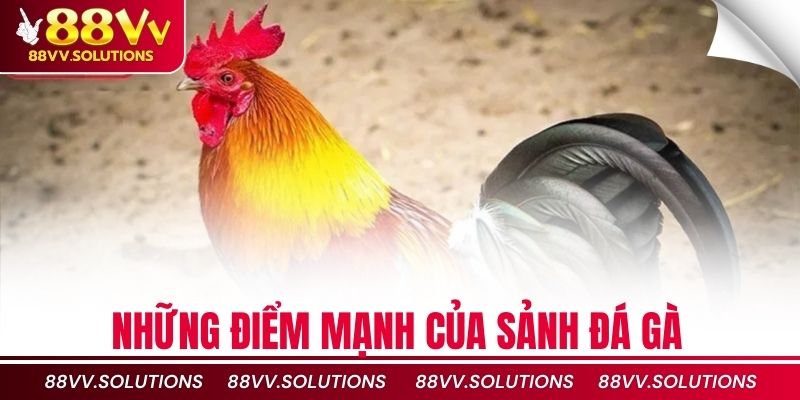 Những điểm mạnh của sảnh đá gà