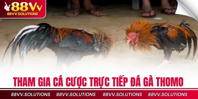 Tham gia cá cược trực tiếp đá gà Thomo